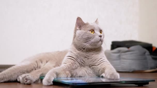 電子スケールに座っている間、大きな脂肪灰色の猫は舌でウールを洗う — ストック動画