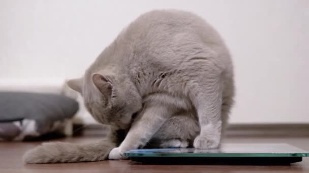 Velká tlustá šedá kočka myje vlnu s jazykem, zatímco sedí na elektronické stupnici — Stock video