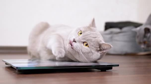 Velká tlustá šedá britská domácí kočka hraje na elektronické stupnici v místnosti. Přiblížení — Stock video