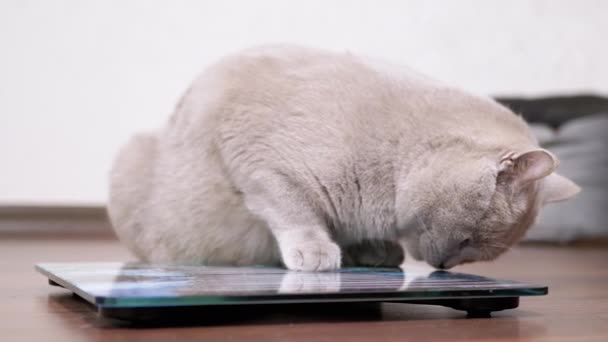 部屋の電子スケールで大規模な脂肪グレー英国国内猫のクリックディスプレイ — ストック動画