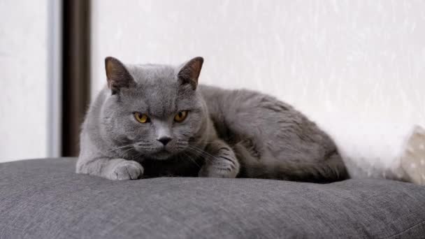 大灰绒绒猫睡在房间里柔软的枕头上,睁开眼睛.靠近点 — 图库视频影像