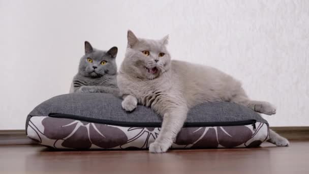 Zwei gähnend schlafende graue, flauschige Katzen liegen auf einem weichen Kissen und umarmen sich. 4K. Nahaufnahme — Stockvideo