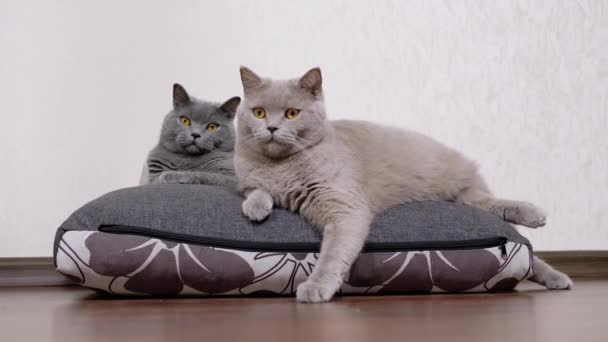 Deux chats moelleux gris sont assis sur un oreiller doux, regardant l'objet du mouvement — Video