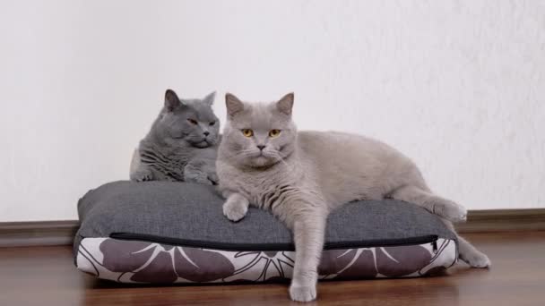 Két szürke bolyhos macska ül egy puha párnán, és nézd a kamerát a szobában. 4K — Stock videók