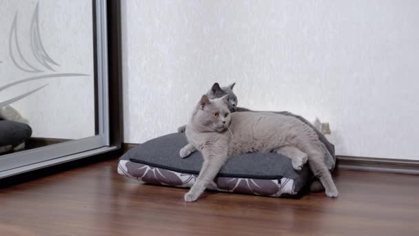 Два серых пушистых кота сидят на мягкой подушке, наблюдая за объектом движения — стоковое видео