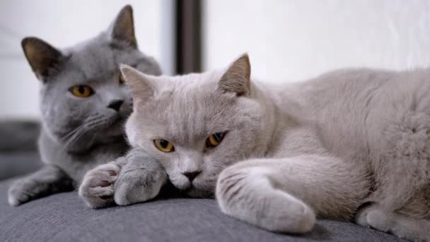 Dos gatos mullidos grises dormilones yacen sobre una almohada suave en la habitación, abrazando las patas. 4K — Vídeo de stock