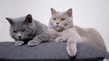 Uyuyan Uyuyan Gri Fluffy Kedileri Odadaki Yumuşak Yastığın Üzerinde Yatar. 4K