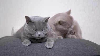 Uyuyan Uyuyan Gri Fluffy Kedileri Odadaki Yumuşak Yastığın Üzerinde Yatar. 4K