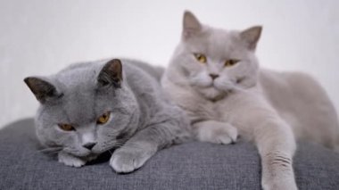 Yumuşak Yastıkta Oturan İki Gri Kabarık Kedi ve Odadaki Kameraya Bak. 4K