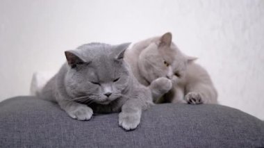 Uyuyan Uyuyan Gri Fluffy Kedileri Odadaki Yumuşak Yastığın Üzerinde Yatar. 4K