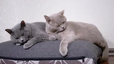 Uyuyan Uyuyan Gri Fluffy Kedileri Odadaki Yumuşak Yastığın Üzerinde Yatar. 4K