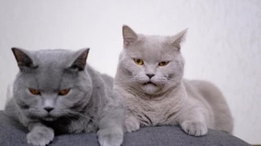 Yumuşak Yastıkta Oturan İki Uykulu Gri Yumuşak Kedi, Dilli Dudakları Yala. 4K