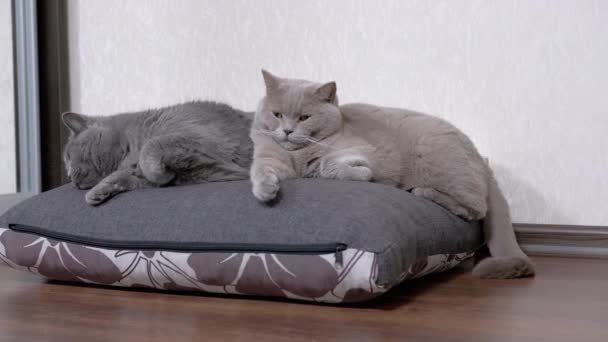 Dos somnolientos que caen dormidos grises y esponjosos gatos yacen sobre una almohada suave en la habitación. 4K — Vídeo de stock