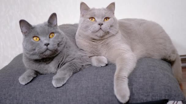 Dos gatos grises esponjosos están sentados en una almohada suave, viendo el objeto de movimiento — Vídeo de stock