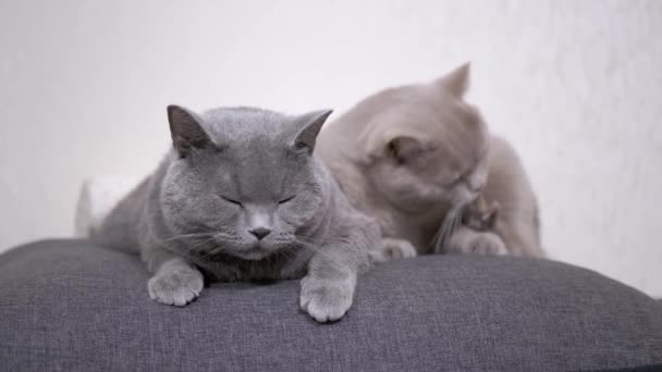 Dos somnolientos que caen dormidos grises y esponjosos gatos yacen sobre una almohada suave en la habitación. 4K — Vídeos de Stock