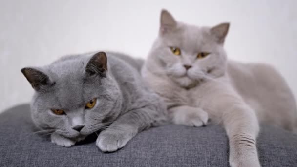 Two Gray Fluffy Cats Sitting on a Soft Pillow and Look at the Camera in Room. 4K — Stock Video