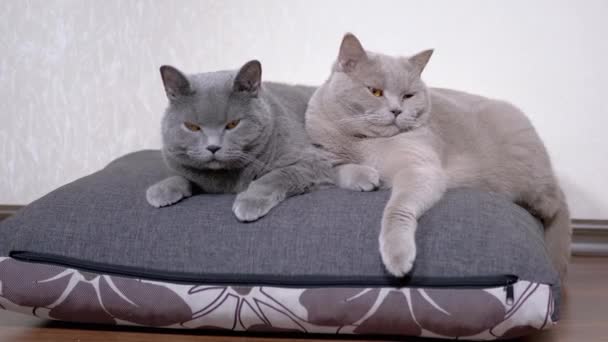 Δύο κοιμισμένες γκρι, κοιμισμένες, χνουδωτές γάτες ξαπλώνουν σε μαλακό μαξιλάρι στο δωμάτιο. — Αρχείο Βίντεο