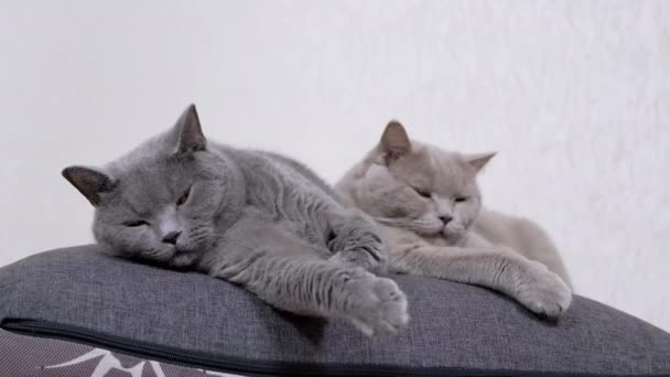 Two Sleepy Falling Asleep Gray Fluffy Cats Lie on a Soft Pillow in the Room. 4K — Stock Video