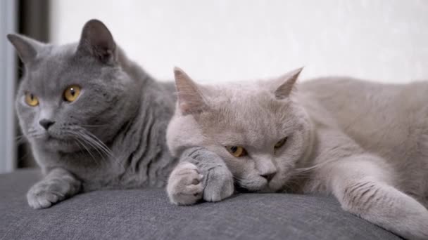 Two Sleepy Gray Fluffy Cats Lie on a Soft Pillow in the Room, Hugging Paws. 4K — Stock Video