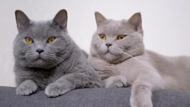 Two Gray Fluffy Cats Sitting on a Soft Pillow and Look at the Camera in Room — Stock Video