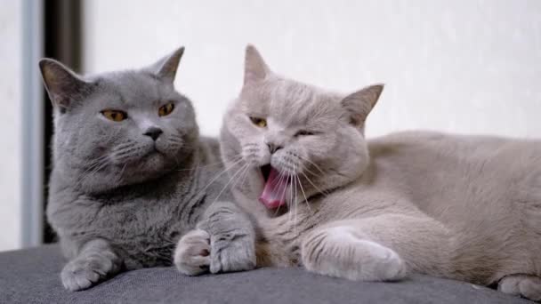 Deux chats mousseux gris dormants bâillants allongés sur un oreiller doux, étreignant. 4K. Gros plan — Video