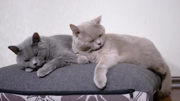 Две спящие спящие серые пушистые кошки лежат на мягкой подушке в комнате. 4K — стоковое видео
