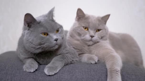 Два серых пушистых кота сидят на мягкой подушке, наблюдая за объектом движения — стоковое видео