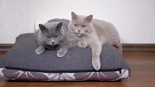 회색 솜털 고양이 두 마리가 부드러운 베개 위에 앉아 방에 있는 카메라를 보고 있습니다. 4K — 비디오