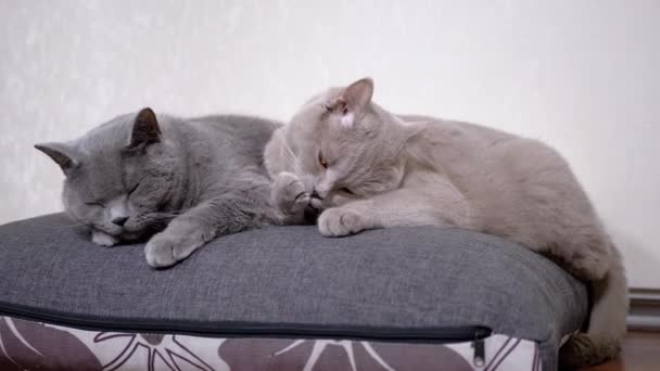 2つの眠りに落ちる灰色のふわふわの猫は部屋の柔らかい枕に横たわっています。4K — ストック動画
