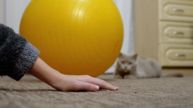 Çocuk Elleri Halıda Oynuyor Büyük Sarı Spor Topunun yanında Gri Kediyle