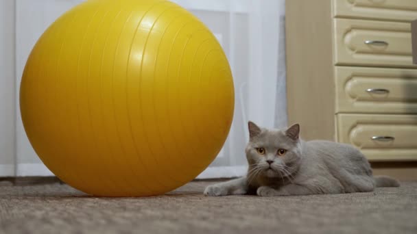 Szary brytyjski kot ukrywający się w zasadzce niedaleko Big Yellow Fitness Ball. Zamknij się. — Wideo stockowe