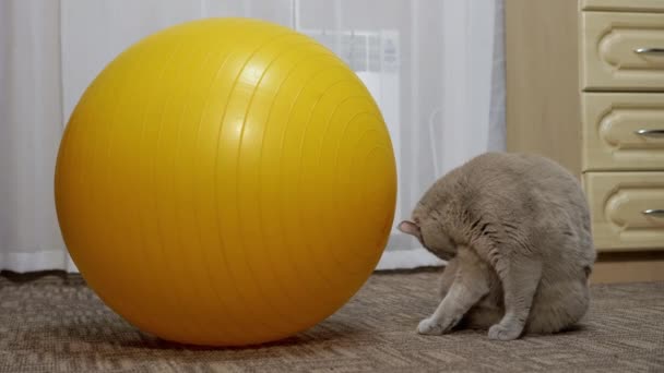 Grå britiske kat vasker pels med sin tunge nær Big Yellow Fitness Ball. 4K – Stock-video