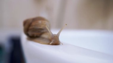 Achatina Salyangozu, Lavabo 'nun Beyaz Yüzeyi boyunca Yavaşça Sürünüyor. Kapatın. 4K
