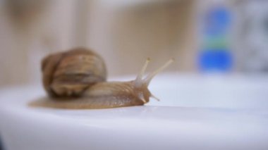 Achatina Salyangozu, Lavabo 'nun Beyaz Yüzeyi boyunca Yavaşça Sürünüyor. Kapatın. 4K