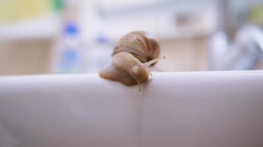 Achatina Salyangozu, Lavabo 'nun Beyaz Yüzeyi boyunca Yavaşça Sürünüyor. Kapatın. 4K