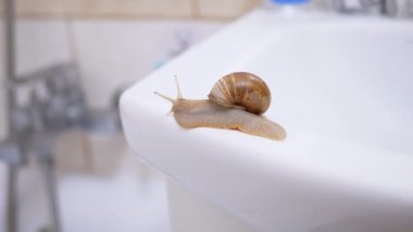 Achatina Salyangozu, Lavabo 'nun Beyaz Yüzeyi boyunca Yavaşça Sürünüyor. Kapatın. 4K