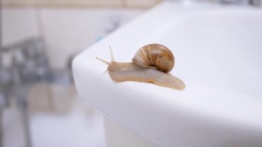 Achatina Salyangozu, Lavabo 'nun Beyaz Yüzeyi boyunca Yavaşça Sürünüyor. Kapat.