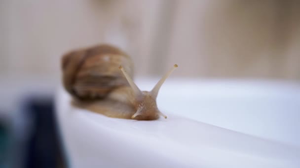 Achatina Snail Crawls Slowly Along the White Surface of Washbasin. Close up. 4K — Video