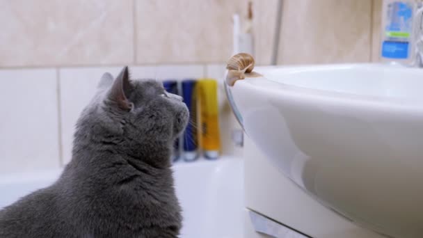 Gran gato británico gris juega con un pequeño caracol cerca del fregadero en el baño. — Vídeos de Stock