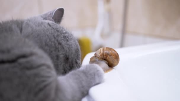 Duży szary brytyjski kot gra z małym ślimakiem w pobliżu zlewu w łazience. 4K — Wideo stockowe