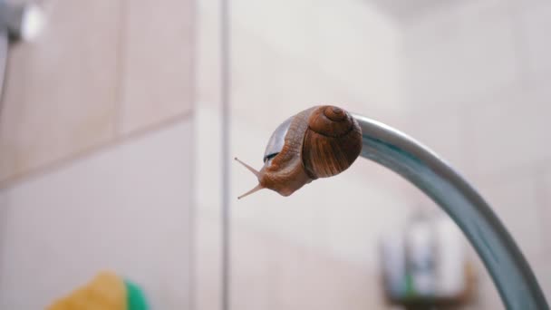 Snail Crawls on the Spout of a Water Tap and Drinks Drop of Water. Close up — Vídeos de Stock
