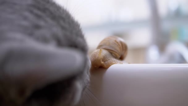 Gato britânico cinzento grande joga com um caracol pequeno perto do dissipador no banheiro. 4K — Vídeo de Stock