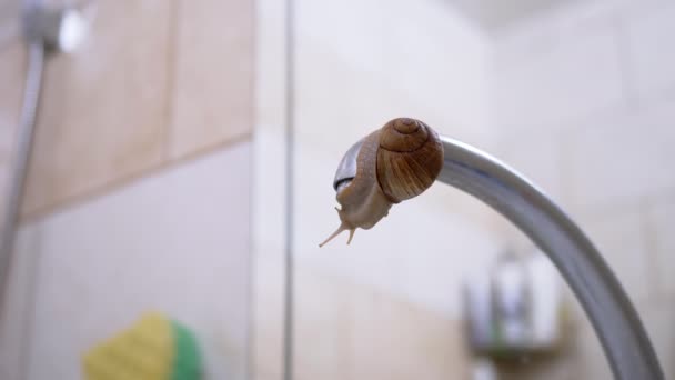 Caracol se arrastra en el pico de un grifo de agua y bebe gota de agua. 4K. De cerca. — Vídeos de Stock