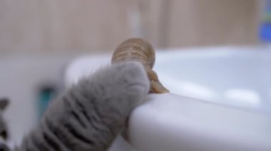 Büyük Gri İngiliz Kedisi Tuvaletteki Lavabo 'nun yanında Küçük Salyangozla Oynuyor. 4K