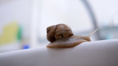 Achatina Salyangozu, Lavabo 'nun Beyaz Yüzeyi boyunca Yavaşça Sürünüyor. Yan görüş. 4K