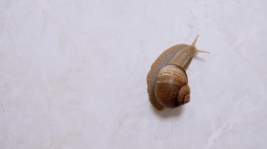 Achatina Salyangozu Banyo 'daki fayansın beyaz yüzeyinde yavaşça sürünüyor.