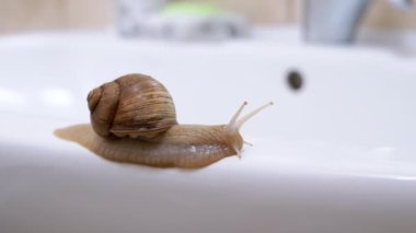 Achatina Salyangozu Banyo 'daki Lavabo' nun Seramik Yüzeyi boyunca Yavaşça Sürünüyor