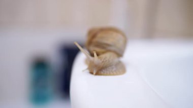 Achatina Salyangozu Banyo 'nun Beyaz Yüzeyi boyunca Yavaşça Sürünüyor
