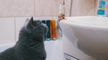 Büyük Gri İngiliz Kedisi Banyoda Lavabo yakınında Küçük bir Salyangozla Oynuyor.