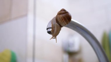 Salyangoz bir su musluğunun ağzında sürünüyor ve bir damla su içiyor. 4 bin. Kapat.